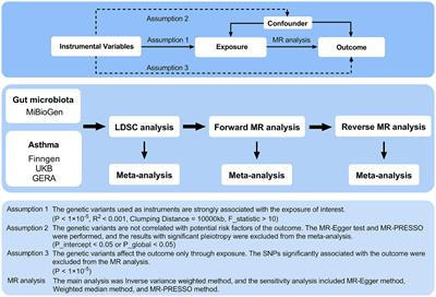 Unveiling genetic links between gut microbiota and asthma: a Mendelian randomization